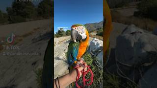 EPIC MACAW PARROT FREE FLIGHT Shorts [upl. by Gnolb]