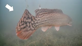 Rare Fish Sighting Ice Fishing Early Ice Multi Species [upl. by Airrat711]