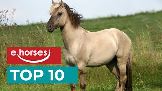 Top 10 seltene Pferderassen [upl. by Baumbaugh]