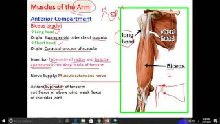 anatomy  dr Ayman  Muscles of the arm amp Cubital fossa [upl. by Retsevlys]