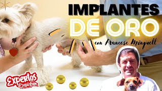 Implantes de oro en Mascotas [upl. by Eleik860]