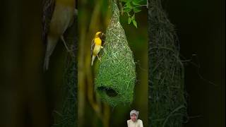 Tu ijaajat de Magar jarur love adnan birds nature [upl. by Persis]