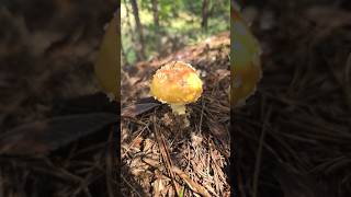 More amanitas😍 natural medicinalmushrooms foraging wildmushrooms organic nature mushroomlife [upl. by Oxford]