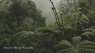 Rainforest Canopy  Soothing rainforest ambience for sleep study relaxation and meditation [upl. by Aneres]