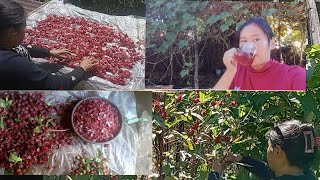 collection of Roselle flower for making tea [upl. by Naamann]