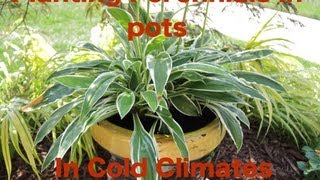 Planting Perennials in Pots in Cold Climates [upl. by Florencia]