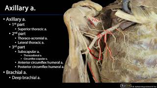 Cardio Station 9  Upper Limb Arteries [upl. by Naedan]