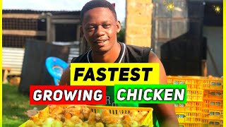 Fastest Growing Dual Purpose Chicken Breed in The World [upl. by Oicangi]