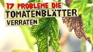 Das verraten dir Tomatenblätter über Krankheiten Nährstoffmangel und Probleme Gärtnerwissen [upl. by Trevah429]