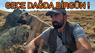 MOR KOYUN BAÅINDA GECE KURT BEKLEYÄ°ÅÄ° MORKOYUNTV KÃ–PEKLER GECE BOYUNCA BÄ°ZÄ° UYARDI  KANGAL [upl. by Yeltnarb862]