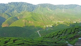 Reisedoku Malaysia 4 Cameron Highlands [upl. by Itsirc422]