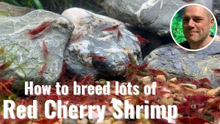 Easy Way To Breed Red Cherry Shrimp  IDEAL BEGINNERS BREEDING TIPS [upl. by Yecnay]