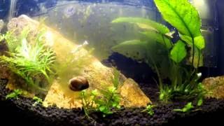 Nerite Snail time lapse [upl. by Eadrahc342]