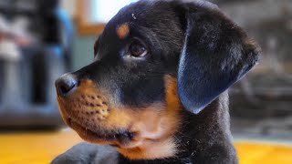 ROTTWEILER GROWING UP  10 weeks to 1 Year rottweiler rottweilerlife rottweilerlovers doglife [upl. by Pammie]