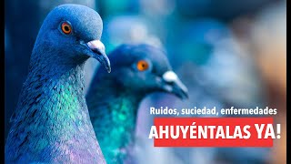 Como AHUYENTAR PALOMAS con los 6 🏆 MEJORES Ahuyentadores de palomas🔇🕊 [upl. by Airamat774]