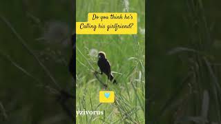 Bobolink Calks Birds2njoy [upl. by Leerzej]