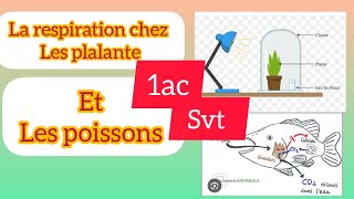 تتمة درس la respiration dans les différents milieux naturels 1ac svt [upl. by Enetsirk]