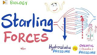 Starling Forces  made easy  Hydrostatic Pressure and Colloidal Osmotic Oncotic Pressure  Physio [upl. by Shamma]