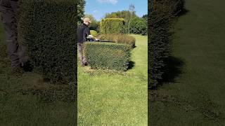 This HEDGE TRIM Is Satisfying shorts [upl. by Ahsilat]