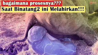 10 PROSES UNIK Binatang Melahirkan [upl. by Ahsinned382]