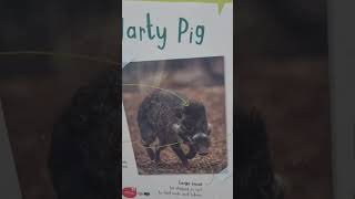 Warty pigs pig so cute omg [upl. by Lalitta]