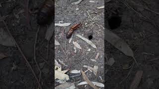 We found a Witchetty grub chrysalis [upl. by Anurb]