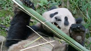 Pandas Are Coming to the San Diego Zoo [upl. by Randene]