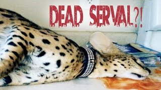 Serval Cat Died [upl. by Dlareg]