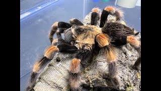 Brachypelma smithi Mexican Red Knee pairing and thoughts [upl. by Sukin]