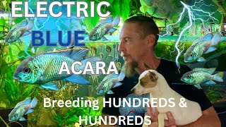 Breeding my Electric Blue Acaras [upl. by Ididn]