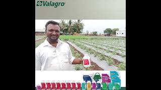 Valagro Bioscience Solution 🌱🍅 Radifarm 🍅🌱 [upl. by Adnema]