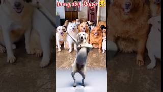 Fantastic dog dancing 😆👍shorts 001 [upl. by Langbehn633]