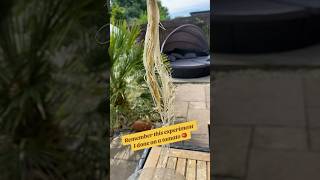 Look at the tap roots on this OMG foryou gardening allotmentlife shortsvideo shortsviral [upl. by Ariaec]