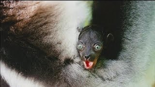 리머의 섬 마다가스카 ISLAND OF LEMURS Madagascar 공식 예고편 한국어 CC [upl. by Melodee]