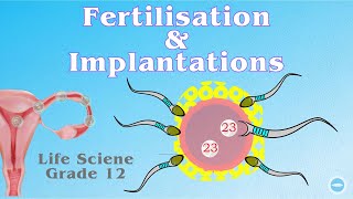 Fertilisation and Implantation  Life science grade 12 [upl. by Namsaj]