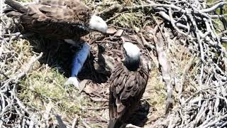 Carrabungup road osprey nest 2 whistling kite disturbance [upl. by Teodorico726]