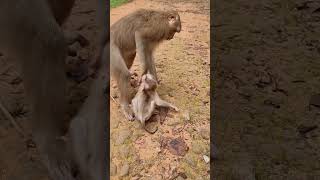 Cutie little baby monkey and mom shorts videoshorts babymonkey [upl. by Pendergast]