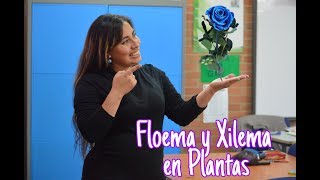 Laboratorio para niños Xilema y Floema en Plantas [upl. by Reifel]