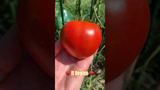 🍅 Harvest Begins 🍅 shorts farmlife harvest homestead tomato appalachiashomesteadwithpatara [upl. by Nickey]