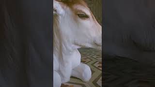 Kya hoti hai maa cute cow 🥰🥰 shortvedio [upl. by Pierette]