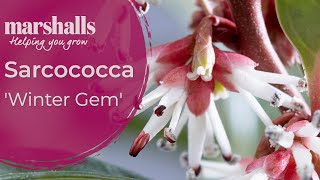 Sarcococca Winter Gem [upl. by Bradman]