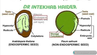 Endospermic Vs Non endospermic seedAlbuminous seed Vs Non albuminous seed For NEET 2020 PNEMONICS [upl. by Aynnek77]