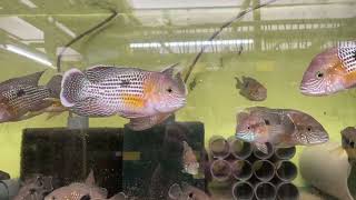 Aequidens rivulatus white saum  Aquabeek [upl. by Hras]