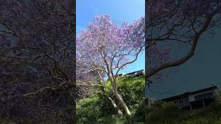 Jacaranda season 💜💟🟣🪁😍 shorts jacaranda jacarandas purple flowers bignoniaceae nelsonbay [upl. by Zarihs]