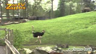 Struisvogel paringsdans  Ostrich mating dance 01 [upl. by Neukam]