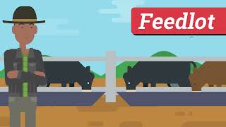 Feedlot Checkoff Collections [upl. by Yortal66]