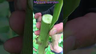 new top 1 tree grafting technique garden treegraftingplants [upl. by Salita]