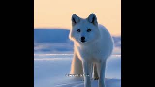 “The Arctic Fox’s Camouflage Journey A Master Hunter in the Snow” [upl. by Conney]