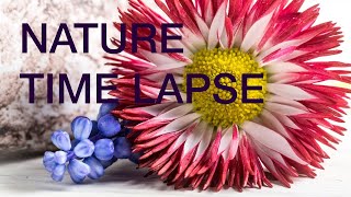 TimeLapse Flowers Opening  Garden  Nature  quotAnthesisquot  Dance Music [upl. by Marsden688]