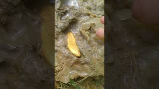 quite a big chunk goldhunter minergold gold [upl. by Nilesoy]